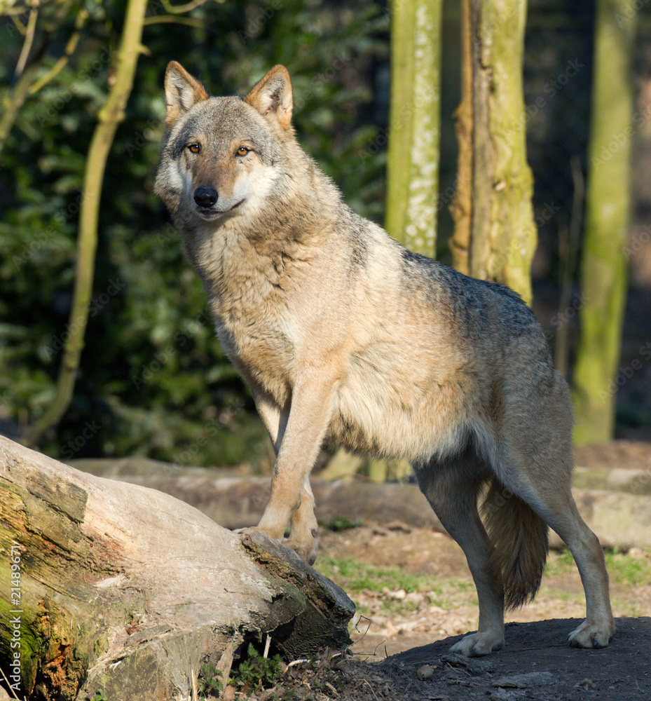 Fototapeta premium Loup d'Europe - Eurasian Wolf