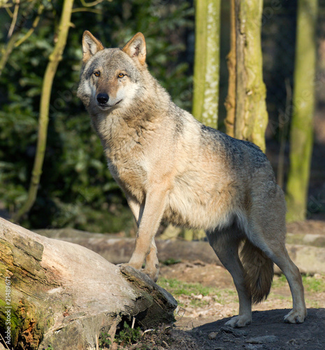 Loup d Europe - Eurasian Wolf