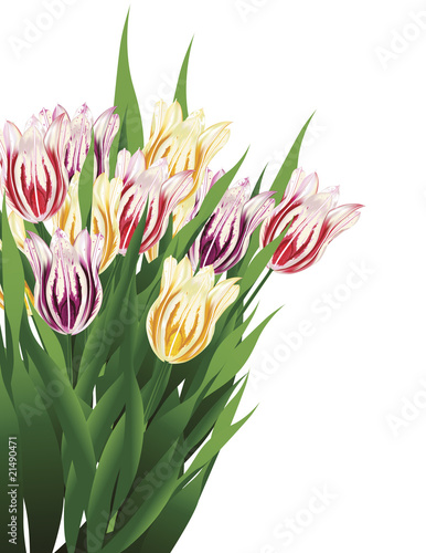 Fototapeta Naklejka Na Ścianę i Meble -  Tulip Bouquet