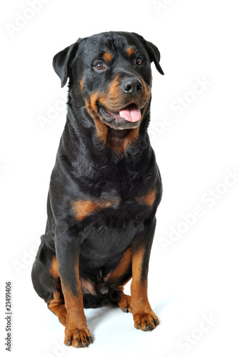 rottweiler assis