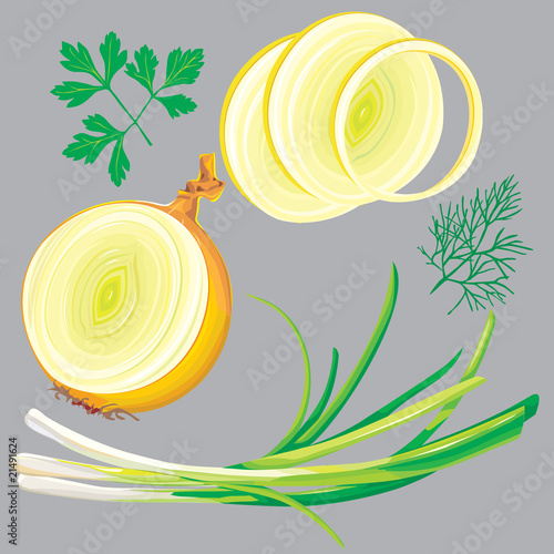 onion dill parsley vector set