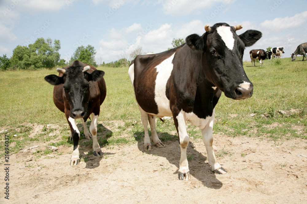 cows in field