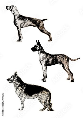 dogs trio