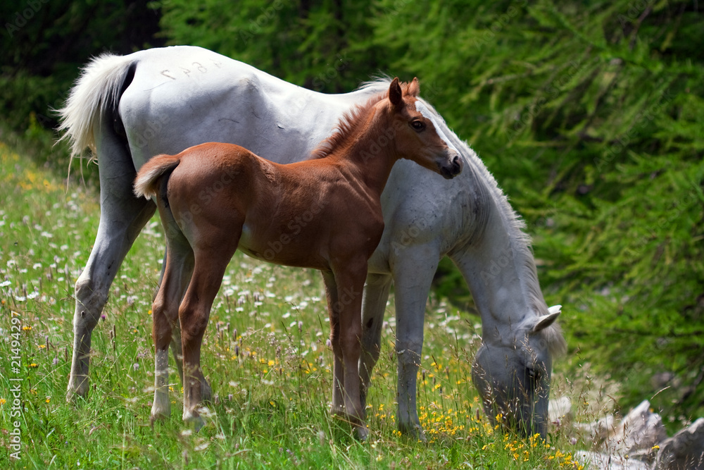 Fototapeta premium horses grazing in a prairie