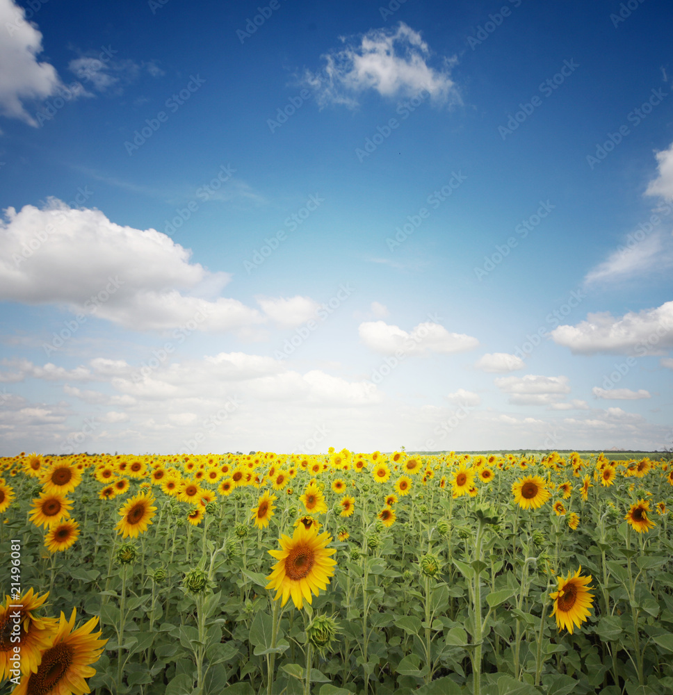 Fototapeta premium sunflower field