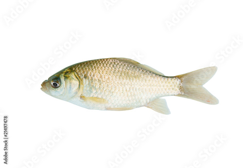 Small crucian isolated on white background