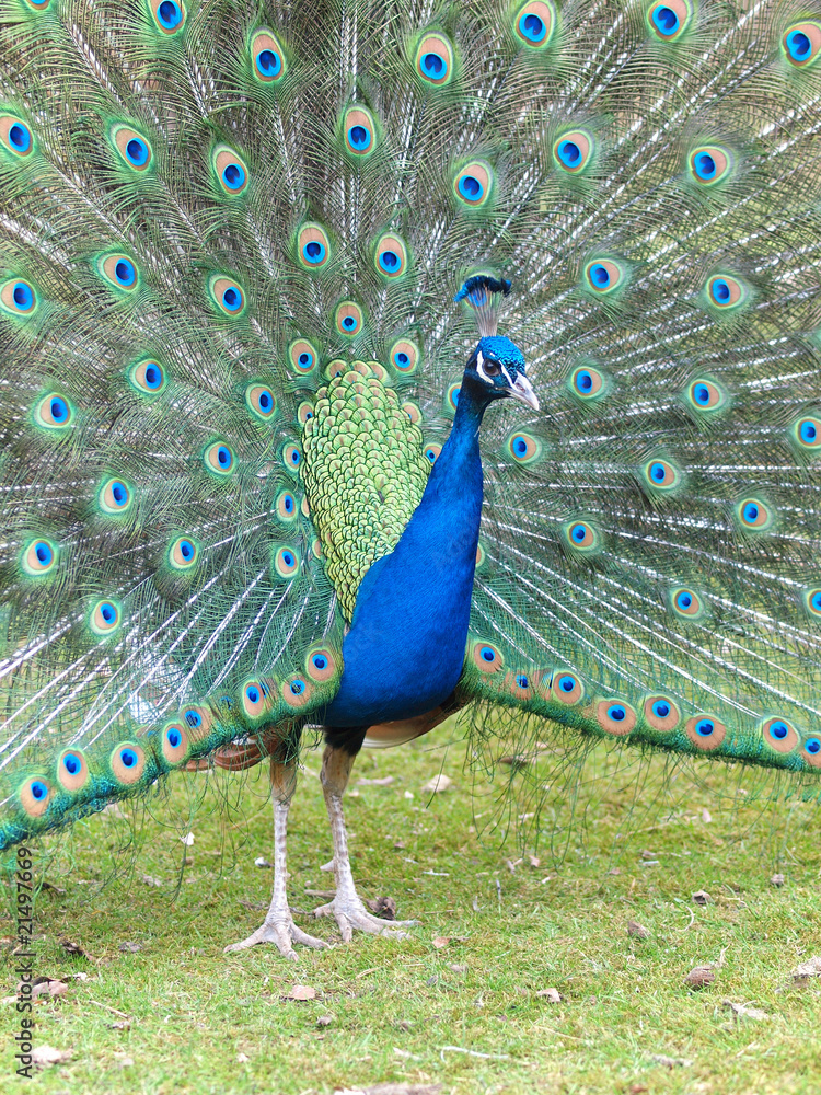 Obraz premium Pfauenrad