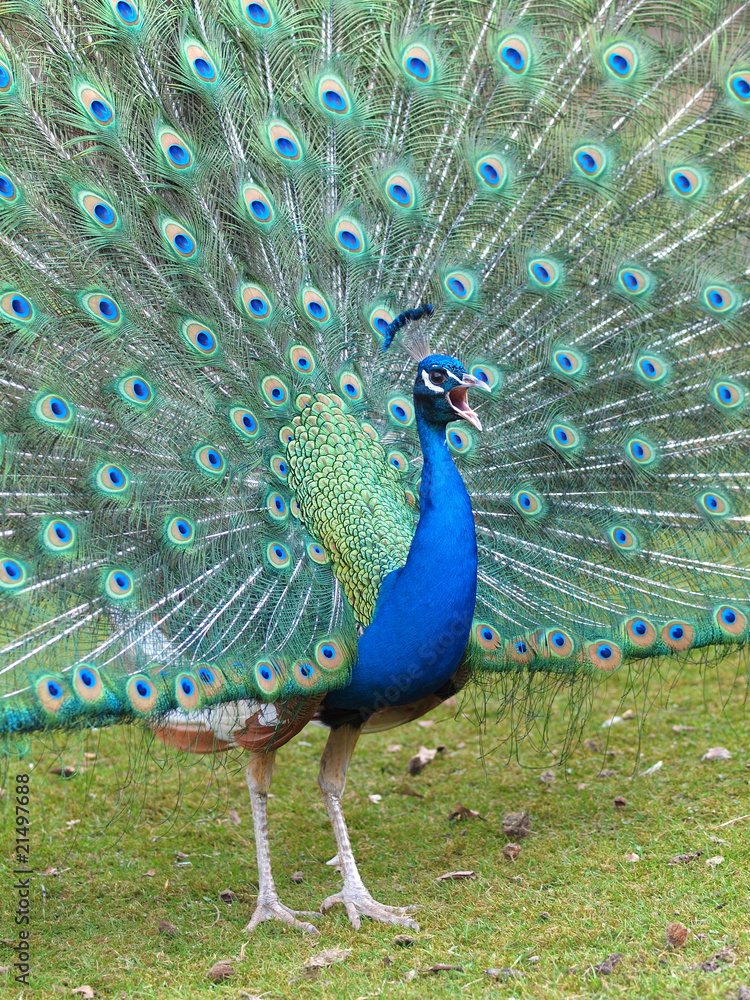 Obraz premium Pfauenschrei