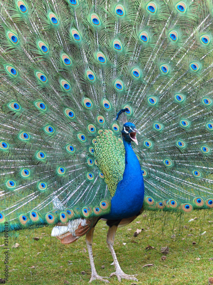 Obraz premium Pfau schlägt sein Rad und schreit