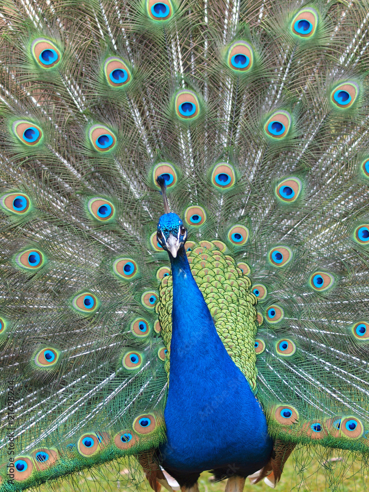 Obraz premium Pfauenrad