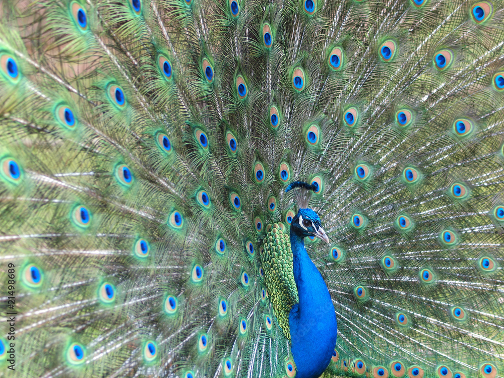 Obraz premium Pfauenrad