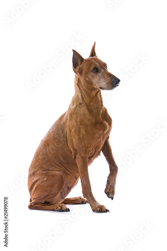 side view of a old brown doberman