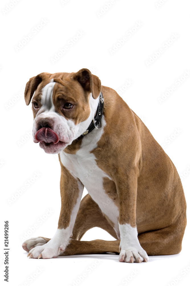 Renascence Bulldog  isolated on a white background
