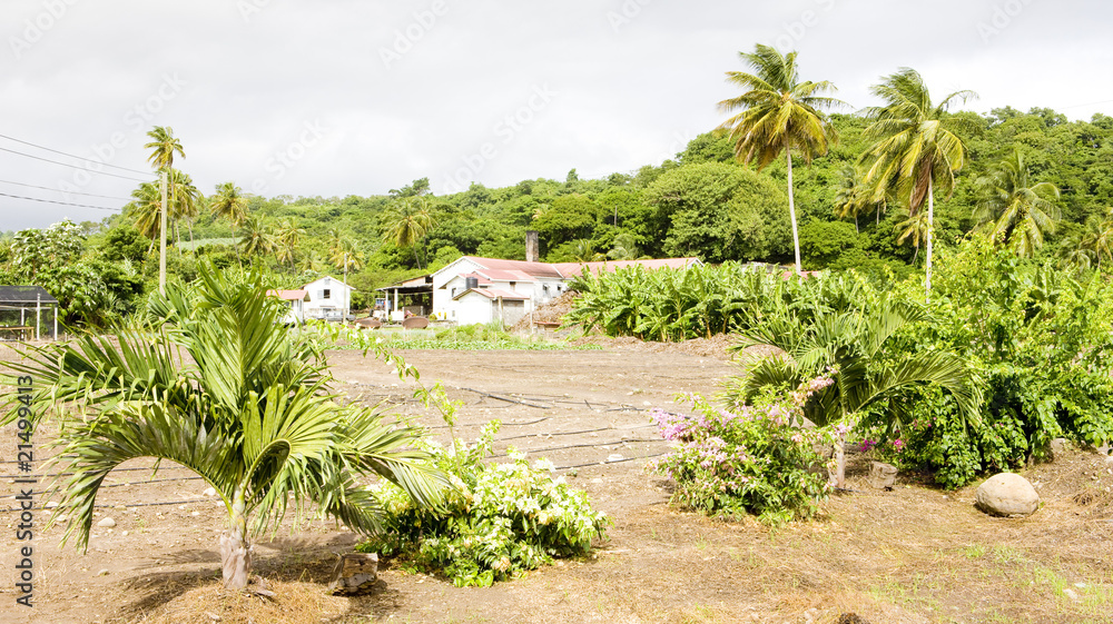 custom made wallpaper toronto digitalRiver Antoine Rum Distillery; Grenada