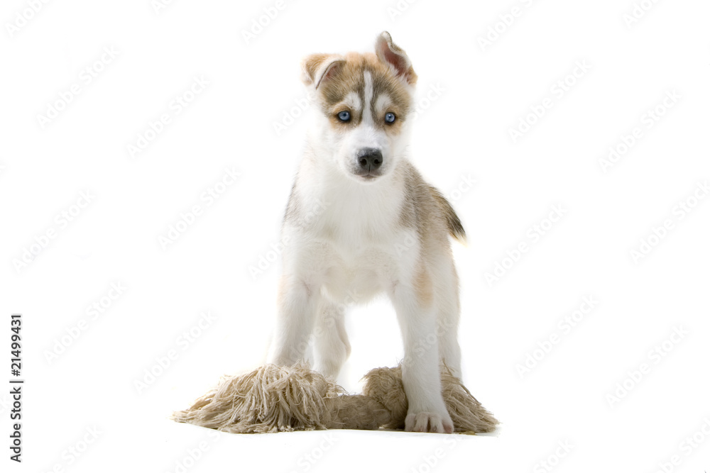 One lovely husky puppy looking forward One lovely husky puppy looking forward