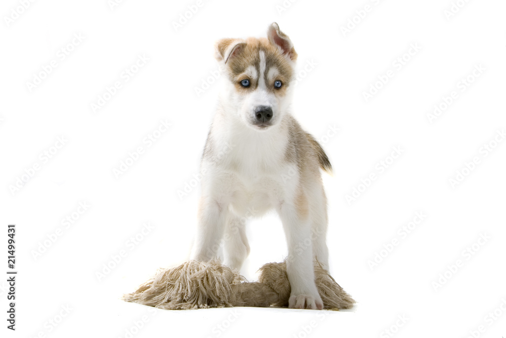 One lovely husky puppy  looking forward