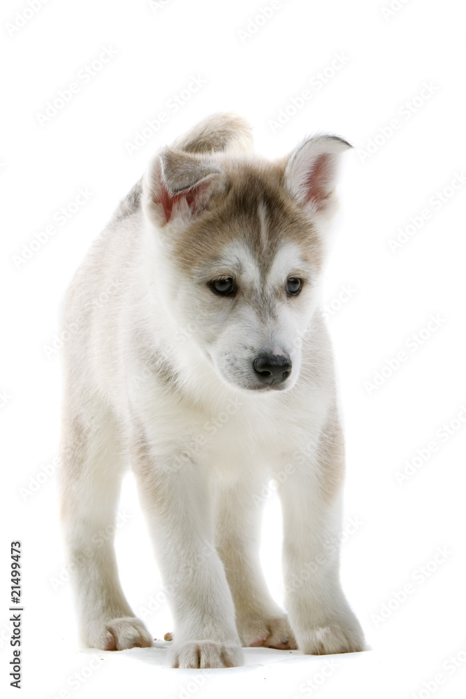 Obraz premium a Husky Dog's Face Expression
