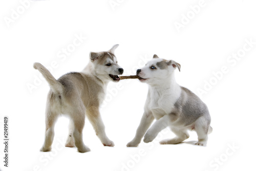 playful puppy of siberian husky