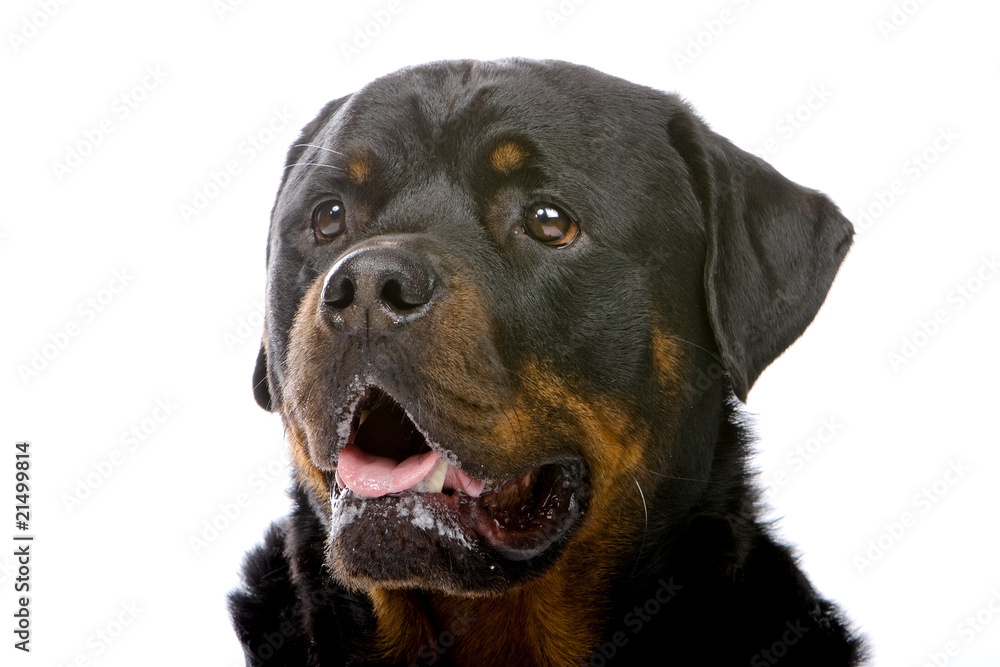 Obraz premium rottweiler head