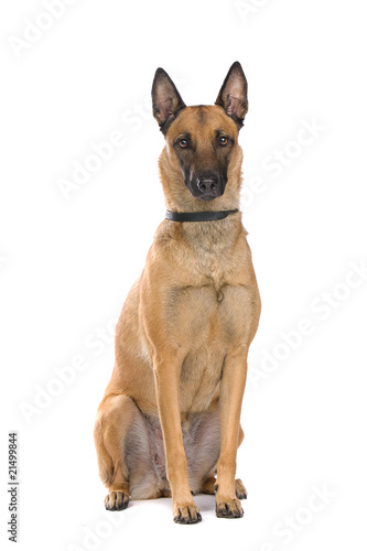 Belgium Shepherd  Malinois 