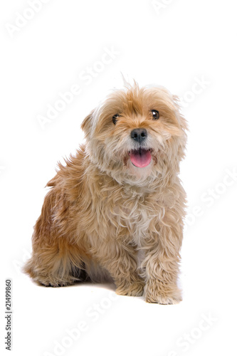 Fototapeta Naklejka Na Ścianę i Meble -  mixed breed dog isolated on a white background