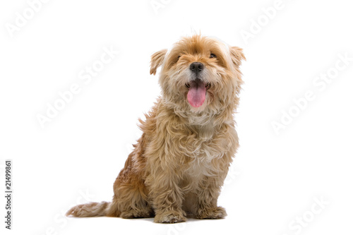 Tableau sur toile mixed breed dog isolated on a white background