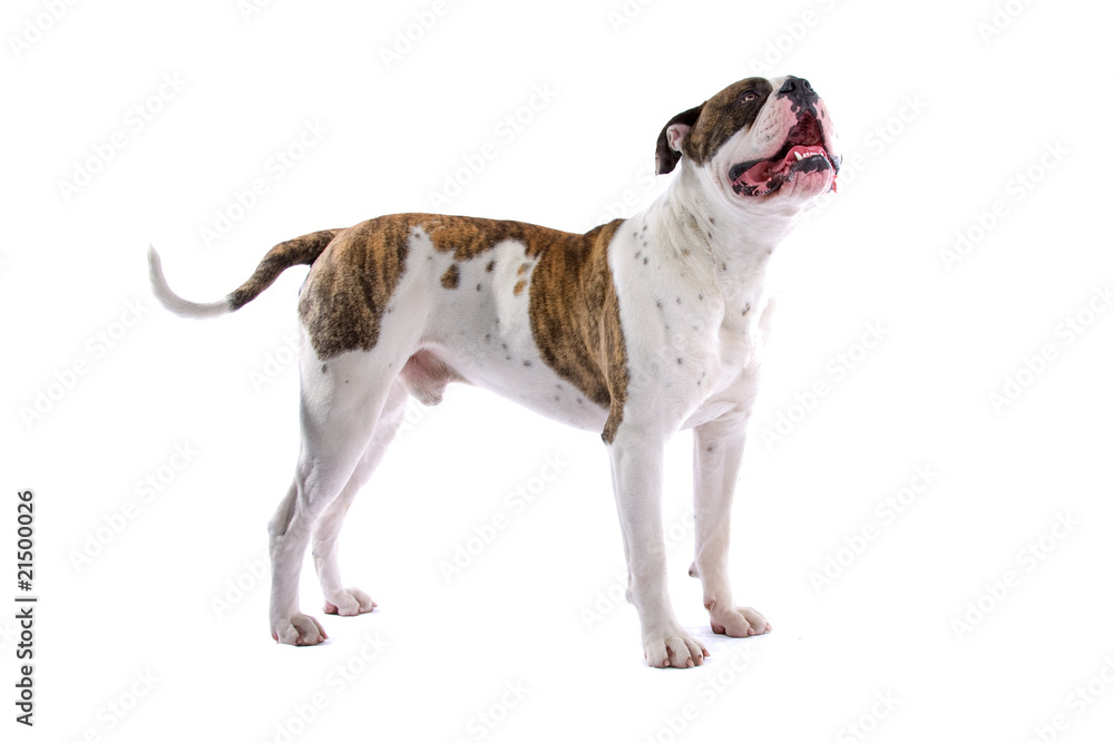 side view of an american bulldog looking up