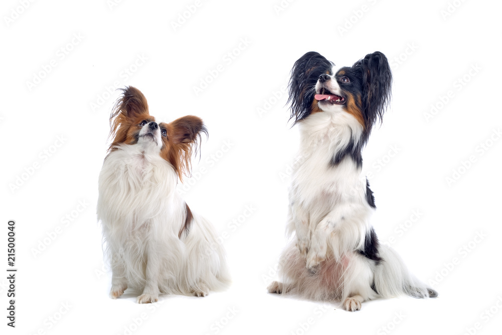 Fototapeta two papillon dogs isolated on a white background