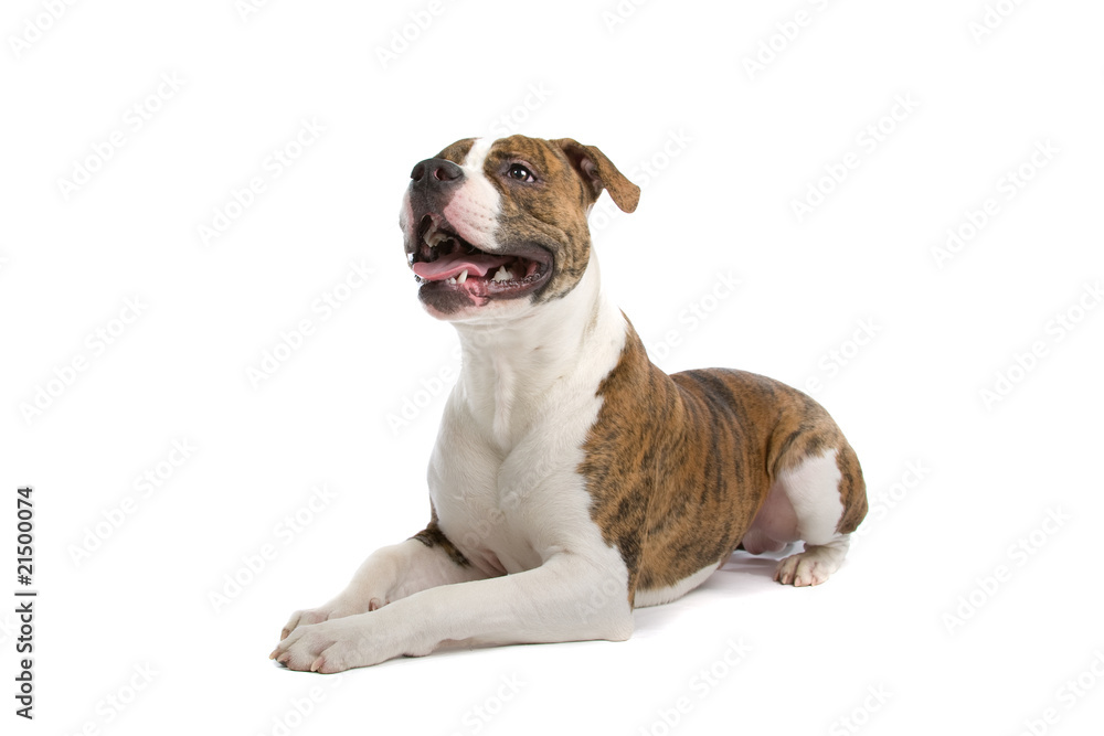 lying american bulldog isolated on a white background