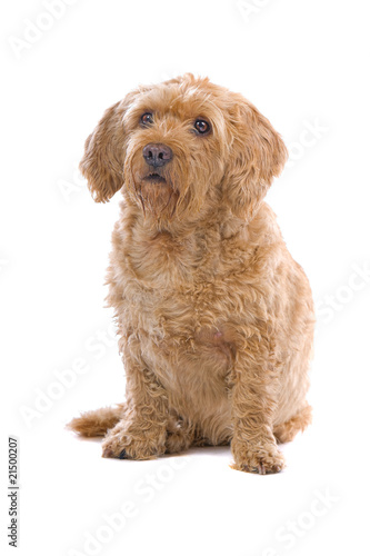 Fototapeta Naklejka Na Ścianę i Meble -  mixed breed dog isolated on a white background