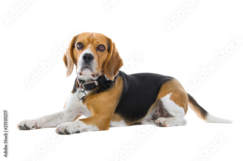 Beagle dog looking at camera