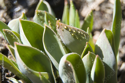 spring tulips buds coming up