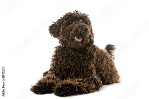 Fotografie labradoodle (mixed breed) dog
