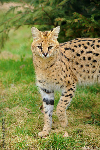 serval © ian howard