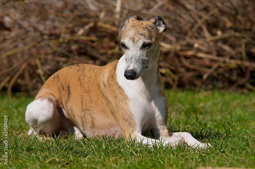 Whippet vor Baumschnitt