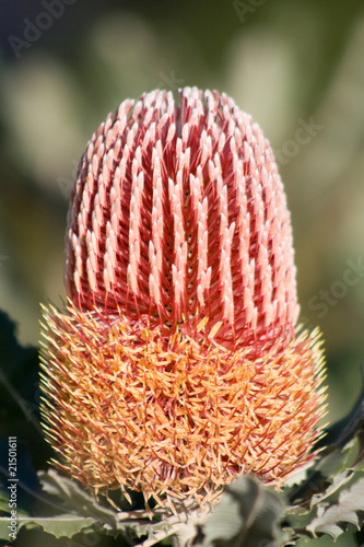 Australian Banksia Menseii Native Plant