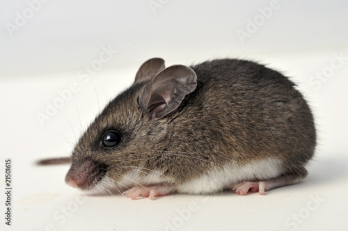 deer mouse at a side angle on white background