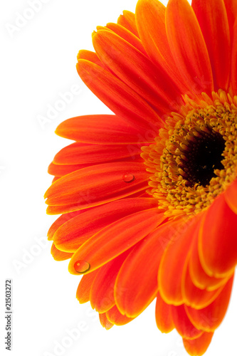 Gerbera Daisy mit Tropfen