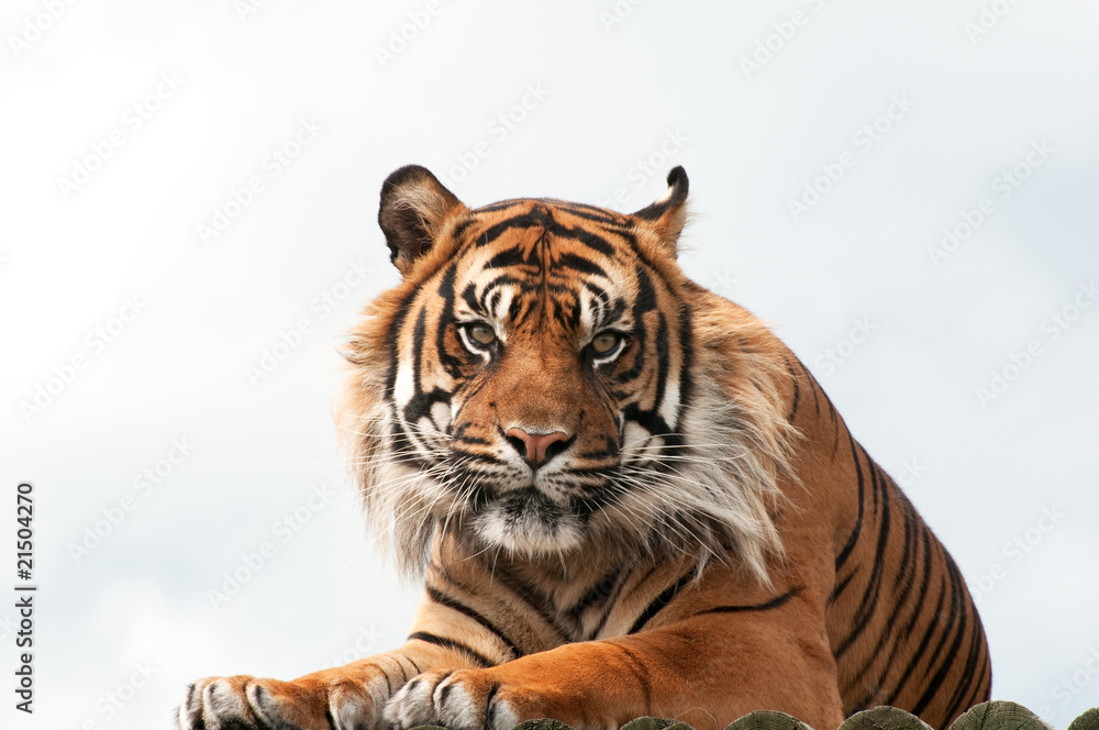 Obraz premium Bengal tiger against the sky
