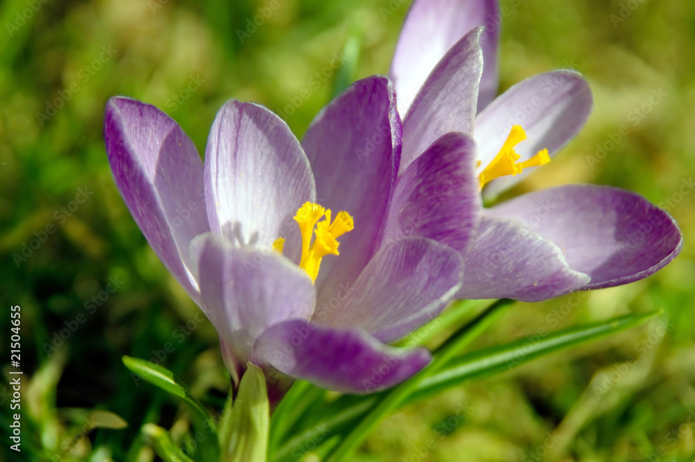 Zwei blau Krokusblüten im Sonnenlicht Zwei blau Krokusblüten im Sonnenlicht