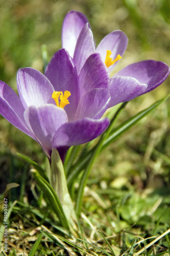 Zwei blaue Krokusblüten im Sonnenlicht Zwei blaue Krokusblüten im Sonnenlicht