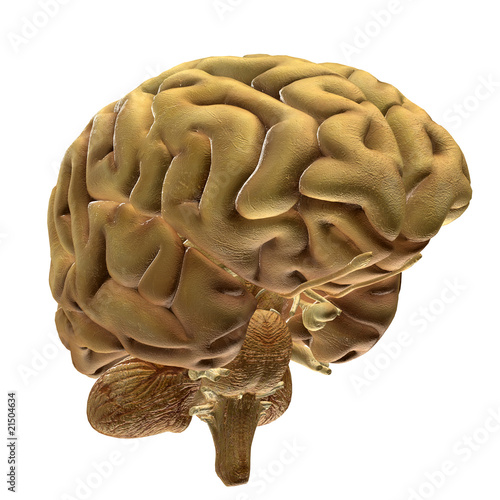 Brain Bio