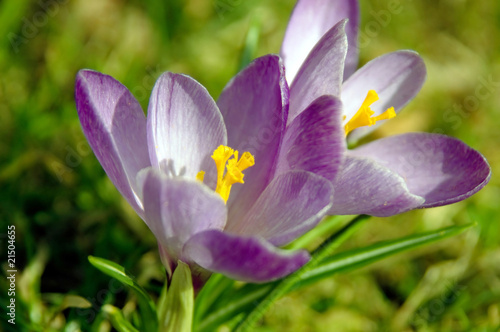 Zwei blau Krokusblüten im Sonnenlicht
