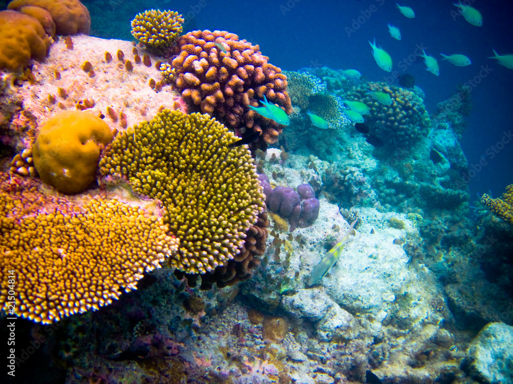 Fototapeta premium under water world at Maldives