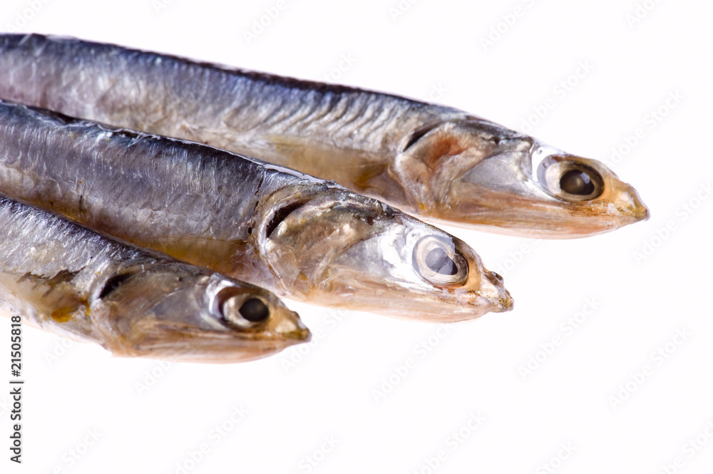 sprat close up