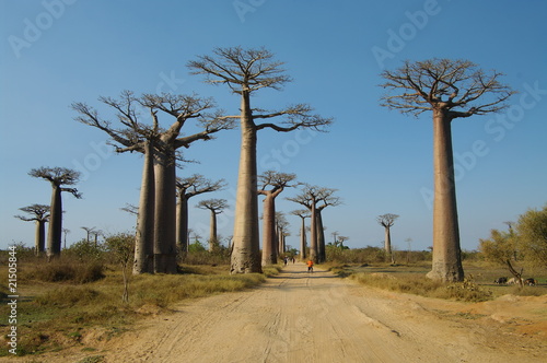 Allée des Baobabs