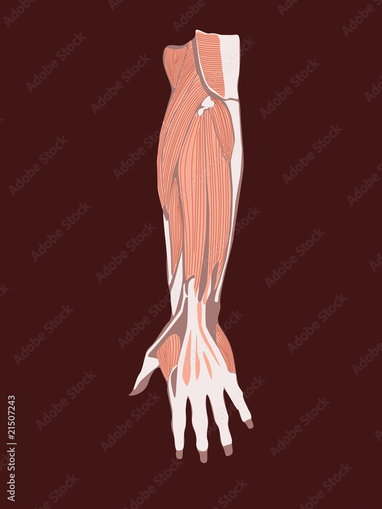 Hand muscles vector