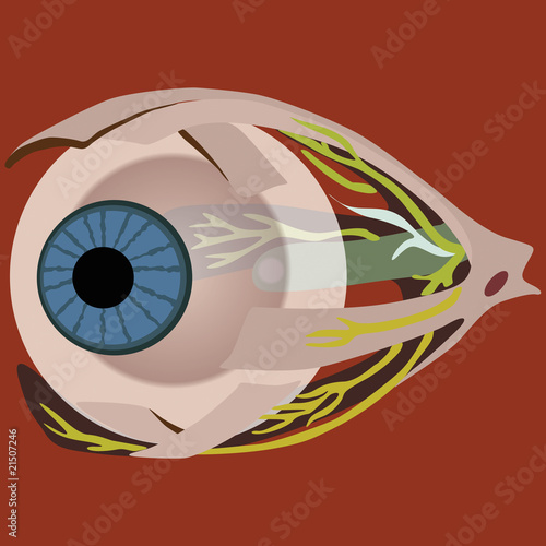 Eye muscles vector