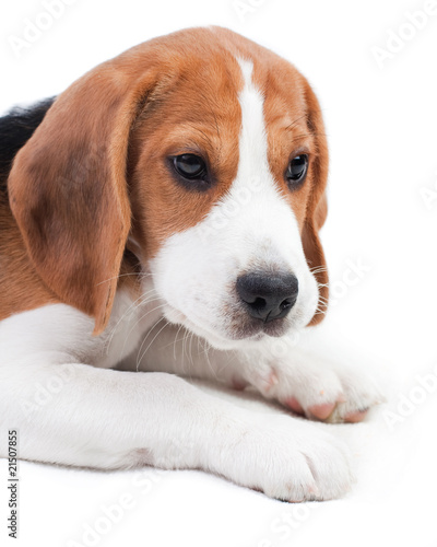 Cute beagle puppy © Peter Kirillov