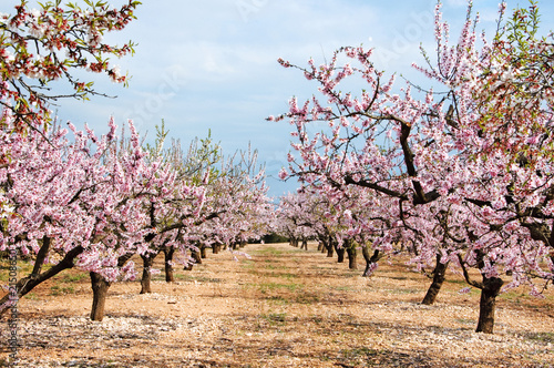 Fototapeta almond blossoms